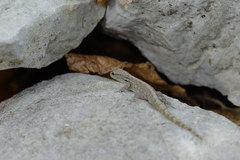 Lygodactylus expectatus