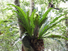 Thamnopteris