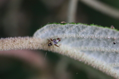 Closterotomus fulvomaculatus