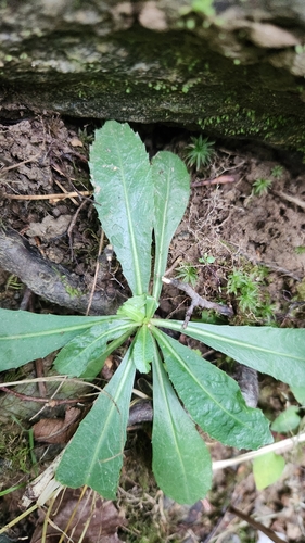 Image of Lettuceleaf Saxifrage (Micranthes micranthidifolia) by no rights reserved