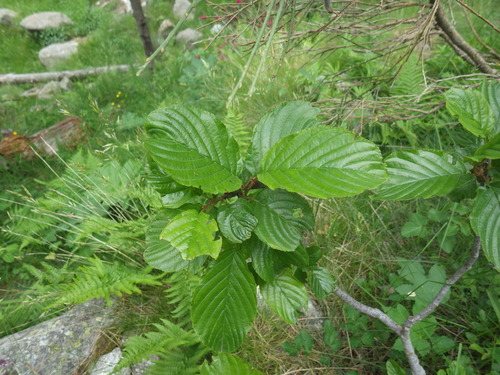 Image of Rhamnus alpina by (c) Pere Barnola, some rights reserved (CC BY-SA)