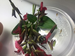 Xylocopa tabaniformis orpifex