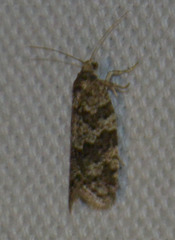 Cnephasia incertana