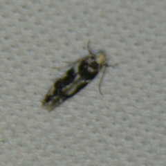 Parachronistis albiceps