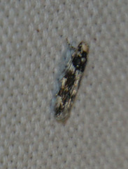Parachronistis albiceps