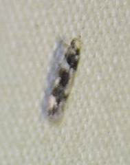 Parachronistis albiceps