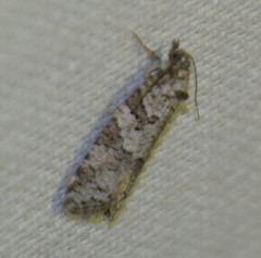 Cnephasia incertana