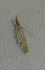 Crambus lathoniellus