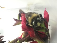 Xylocopa tabaniformis orpifex