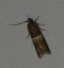 Elegia similella