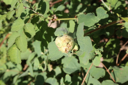 Snowberry Sawfly photo 4