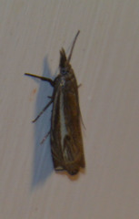 Crambus lathoniellus
