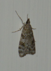 Scoparia ambigualis