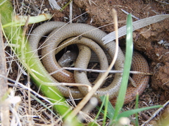 Delma molleri
