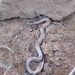 Spectacled Hooded Snake - Photo (c) Antoni Camozzato, some rights reserved (CC BY-NC), uploaded by Antoni Camozzato