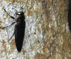 Actenodini