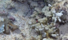 Pomacentrus bankanensis