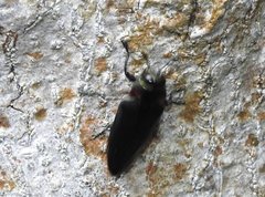 Actenodini