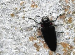 Actenodini