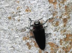 Actenodini