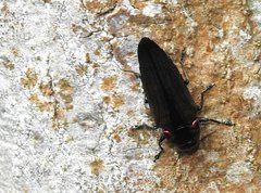 Actenodini