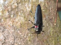 Actenodini