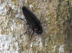 Actenodini