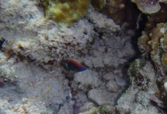 Pomacentrus bankanensis