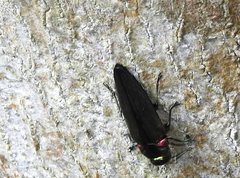 Actenodini