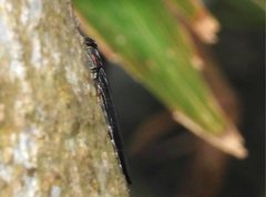Actenodini