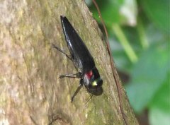 Actenodini