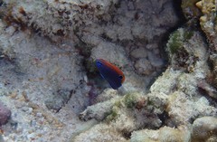 Pomacentrus bankanensis