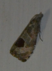 Notocelia uddmanniana