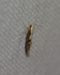 Argyresthia spinosella