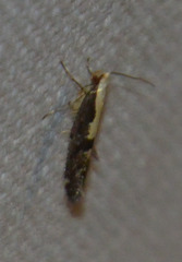 Argyresthia spinosella