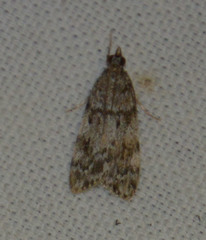 Scoparia ambigualis