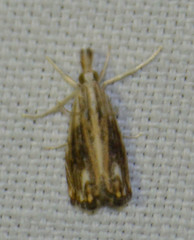 Catoptria verellus