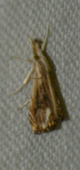 Catoptria verellus
