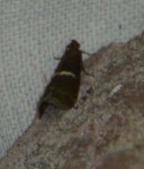 Elegia similella