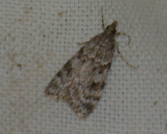 Scoparia ambigualis
