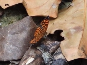 Jamaican Crescent