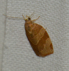Pandemis cinnamomeana