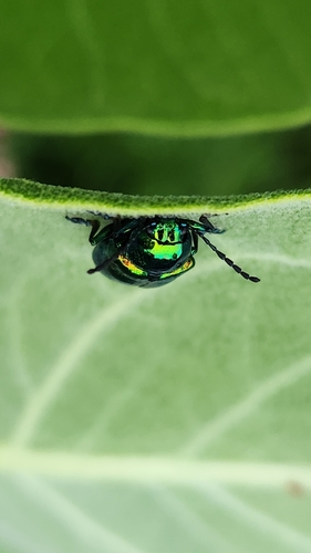 Dogbane Leaf Beetle