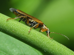 Cantharis decipiens