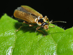 Cantharis decipiens