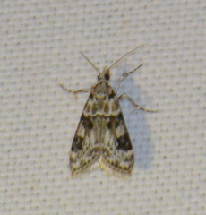 Eudonia delunella