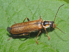 Cantharis decipiens