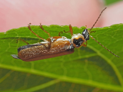 Cantharis decipiens