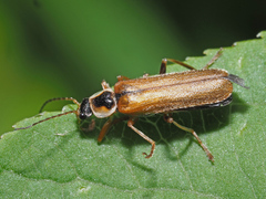 Cantharis decipiens