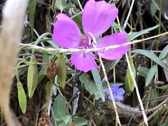Clarkia bottae